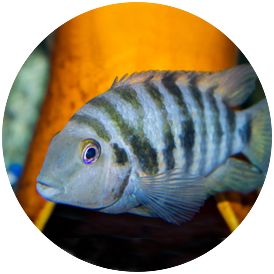 Cichlid Convict