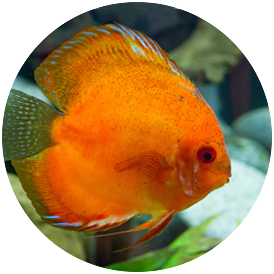 Cichlid Discus