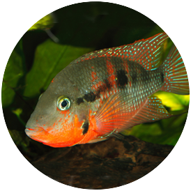Cichlid Firemouth