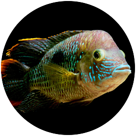 Cichlid Green Terror