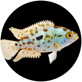 Cichlid Jack Dempsey