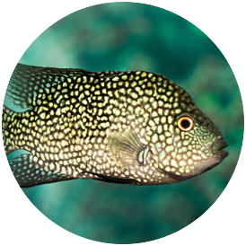 Cichlid Managuensis