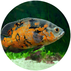 Cichlid Oscar