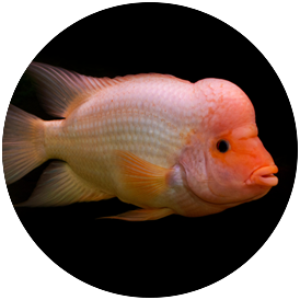 Cichlid Red Devil