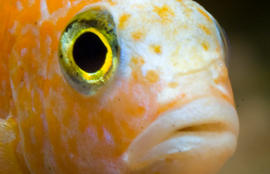 Cichlid Fish Facts