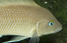 Cichlid Fish Facts