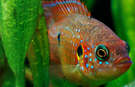 Cichlid Fish Facts