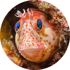 Marine Fish Blenny
