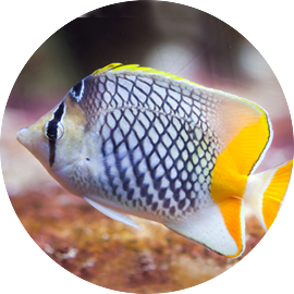 Marine Fish Butterfly