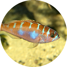 Marine Fish Chalk Bass