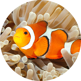 Marine Fish Clownfish