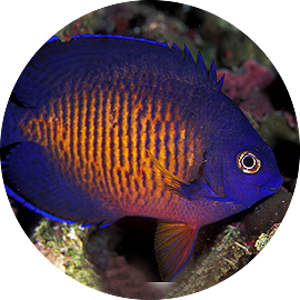 Marine Fish Coral Beauty Angelfish