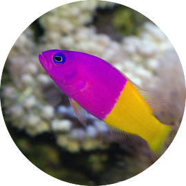 Marine Fish Dottyback