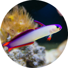 Marine Fish Firefish