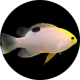 Marine Fish Talbots Bamsel