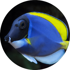 Marine Fish Tang
