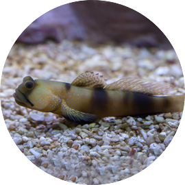 Marine Fish Watchman Goby
