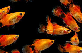 Tropical Fish Fun Facts