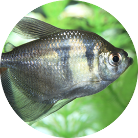 Tropical Fish Black Skirt Tetra