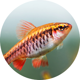 Tropical Fish Cherry Barb