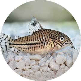 Tropical Fish Cory Cat