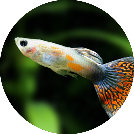 Tropical Fish Guppies