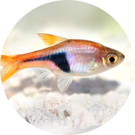 Tropical Fish Harlequin Rasbora