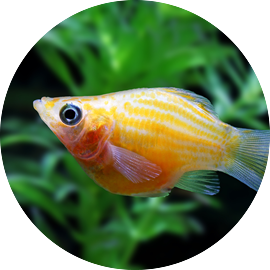 Tropical Fish Mollies