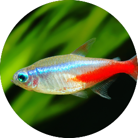 Tropical Fish Neon Tetra