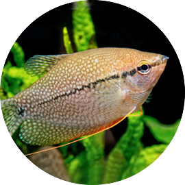 Tropical Fish Neon Tetra