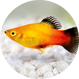 Tropical Fish Platies