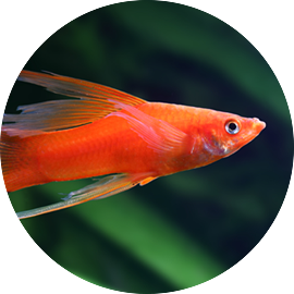 Tropical Fish Swordtail