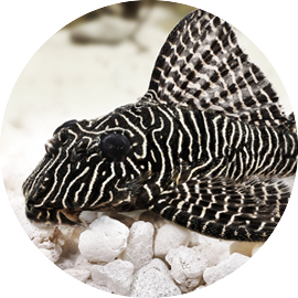 Tropical Fish Tiger Pleco