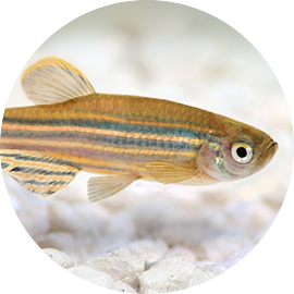 Tropical Fish Zebra Danio