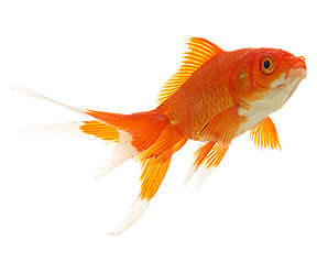 Tetra® Goldfish Program