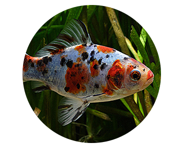 Goldfish Information Center