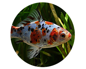 Goldfish Information Center