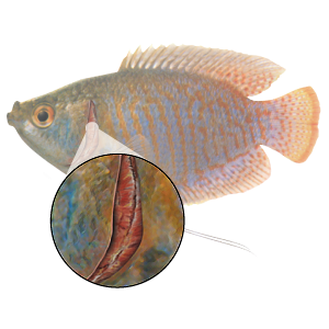 fish-illnesses-how-to-spot-them