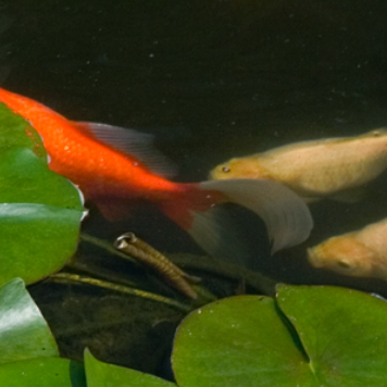 Pond bottom banner_mobile