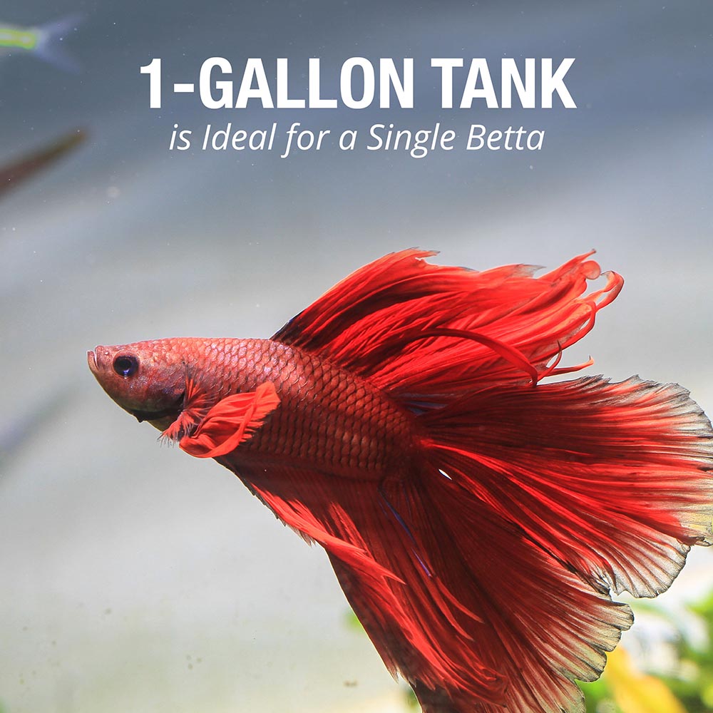 AQ-29050 Tetra LED Betta Tank, 1 Gallon, Small, Clear Plastic Trapezoid-Shaped Fish Tank - 1 Gallon Tank