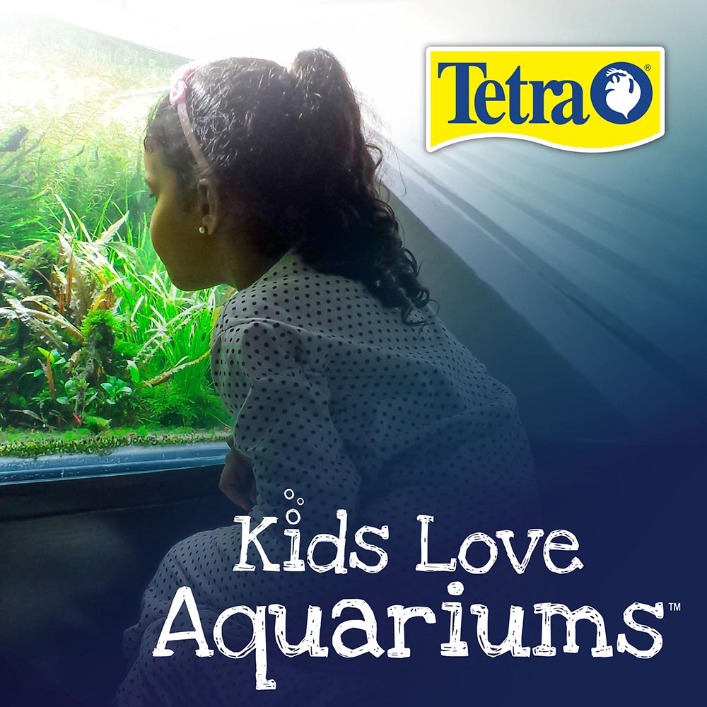 AQ-29050 Tetra LED Betta Tank, 1 Gallon, Small, Clear Plastic Trapezoid-Shaped Fish Tank - Kids Love Aquariums