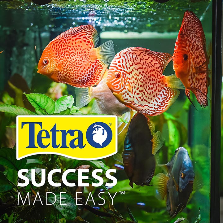tetra success made easy