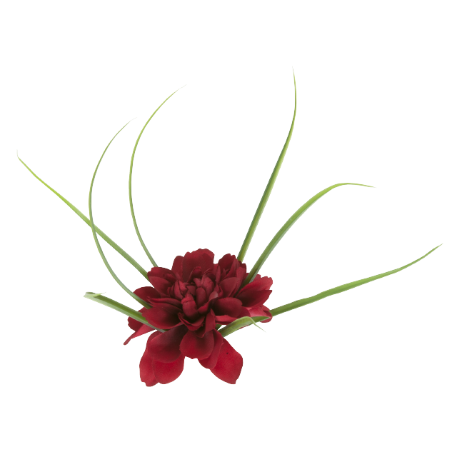 Tetra ColorFusion Blooming Plants Dahlia Out of Pack