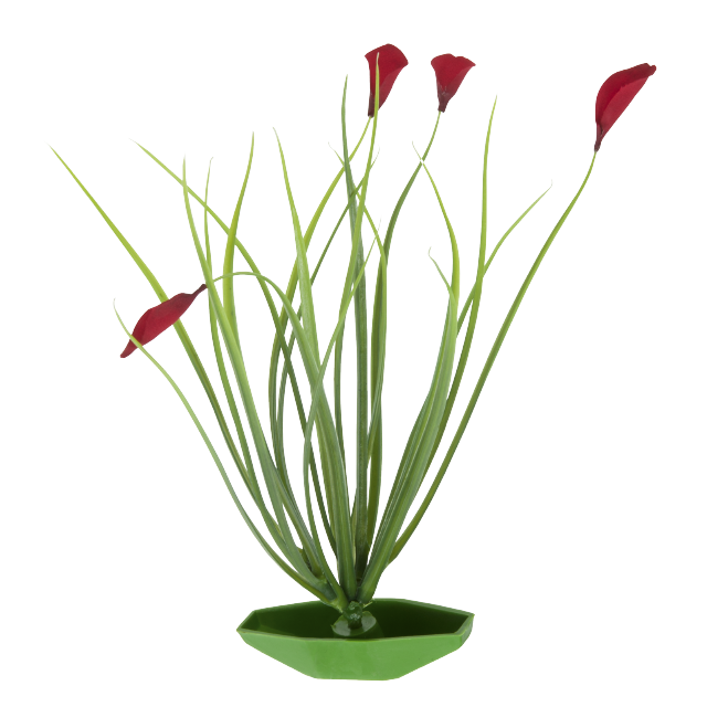 Tetra ColorFusion Blooming Plants Grass with Red Buds Out of Pack