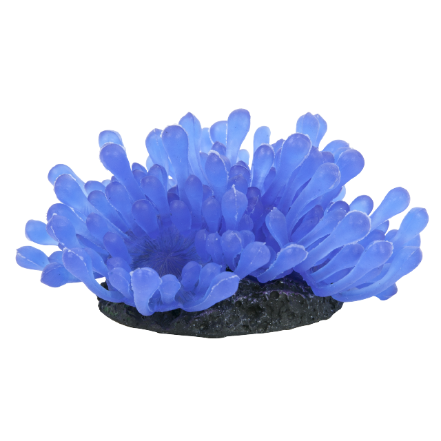 Tetra ColorFusion Wonderland Anemone Out of Pack