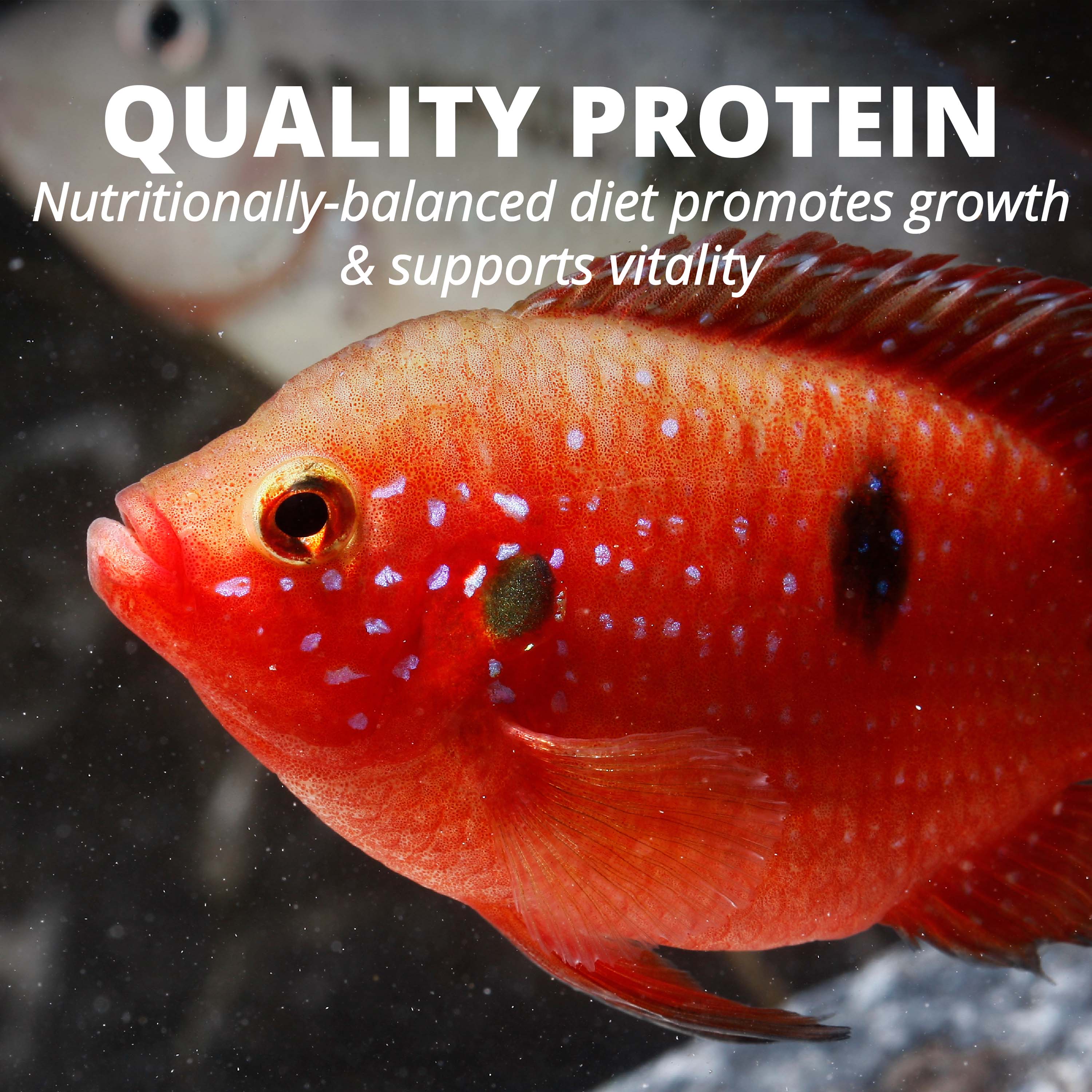 AQ-16147 TetraCichlid™ Cichlid Flakes - Quality Protein