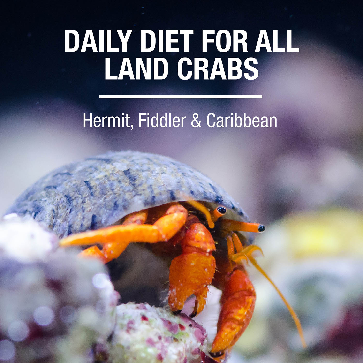 DAILY DIET FOR ALL LAND CRABS Hermit, Fiddler & Caribbean