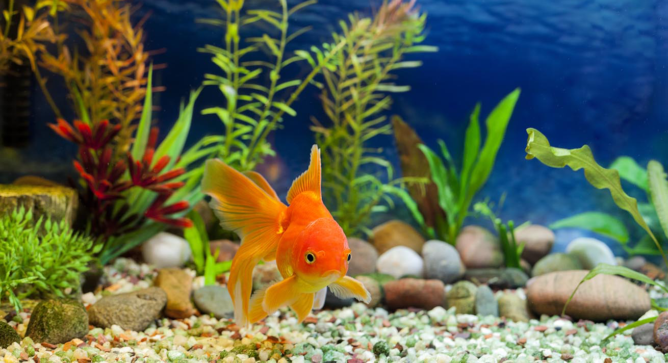 del agua del acuario_resize