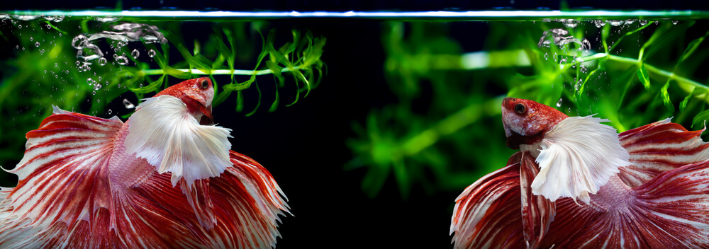 Guía de peces de agua dulce