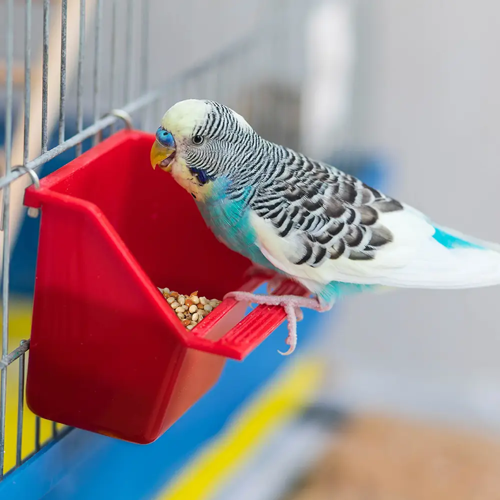 Lifestyle image of bird eating Wild Harvest food